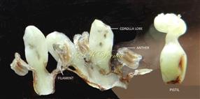  Floral parts